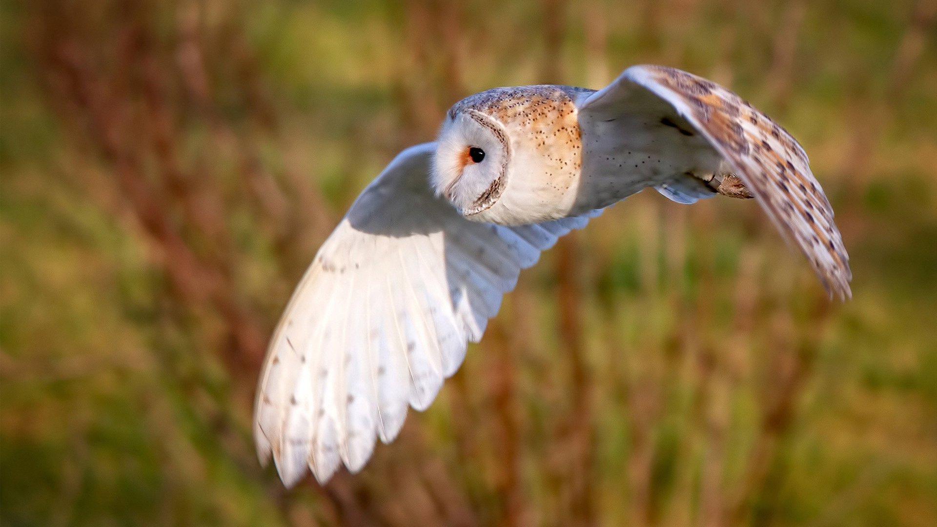 摩洛哥马术协会出版“Sinjska Alka”历史专著，记录赛事发展历程。，摩洛哥的马