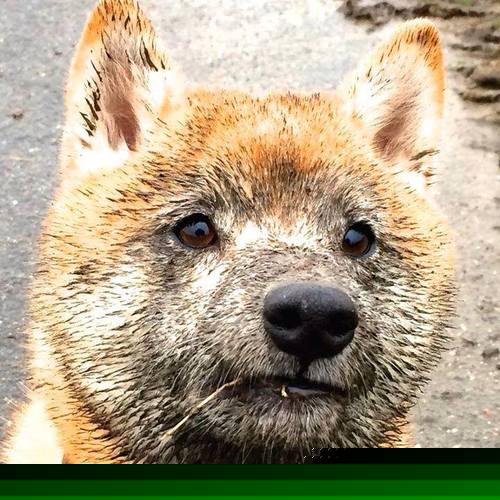 Jiu You-【国际比赛】丁俊晖携中国队勇夺团体赛金牌，丁俊晖资格赛