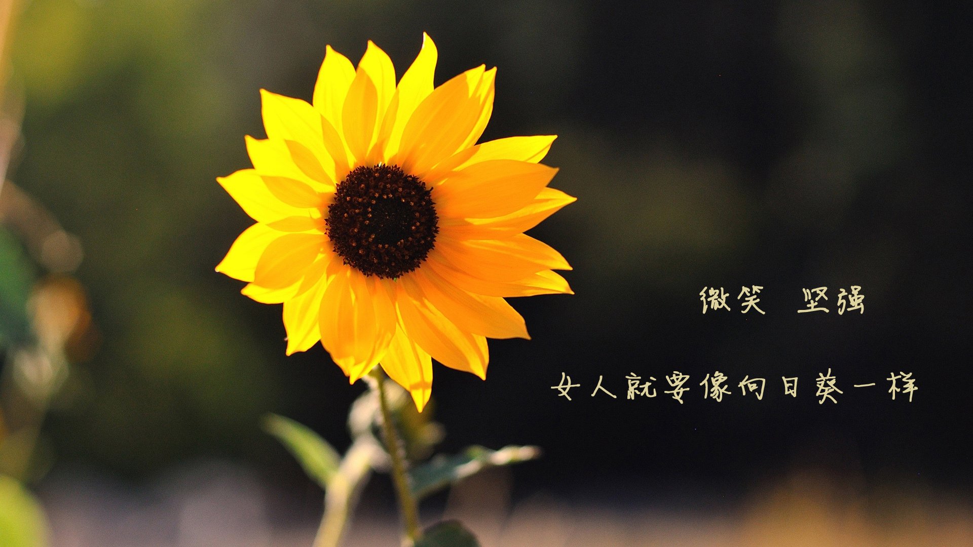 中国足球年鉴2025版正式发行,2020中国足球报告