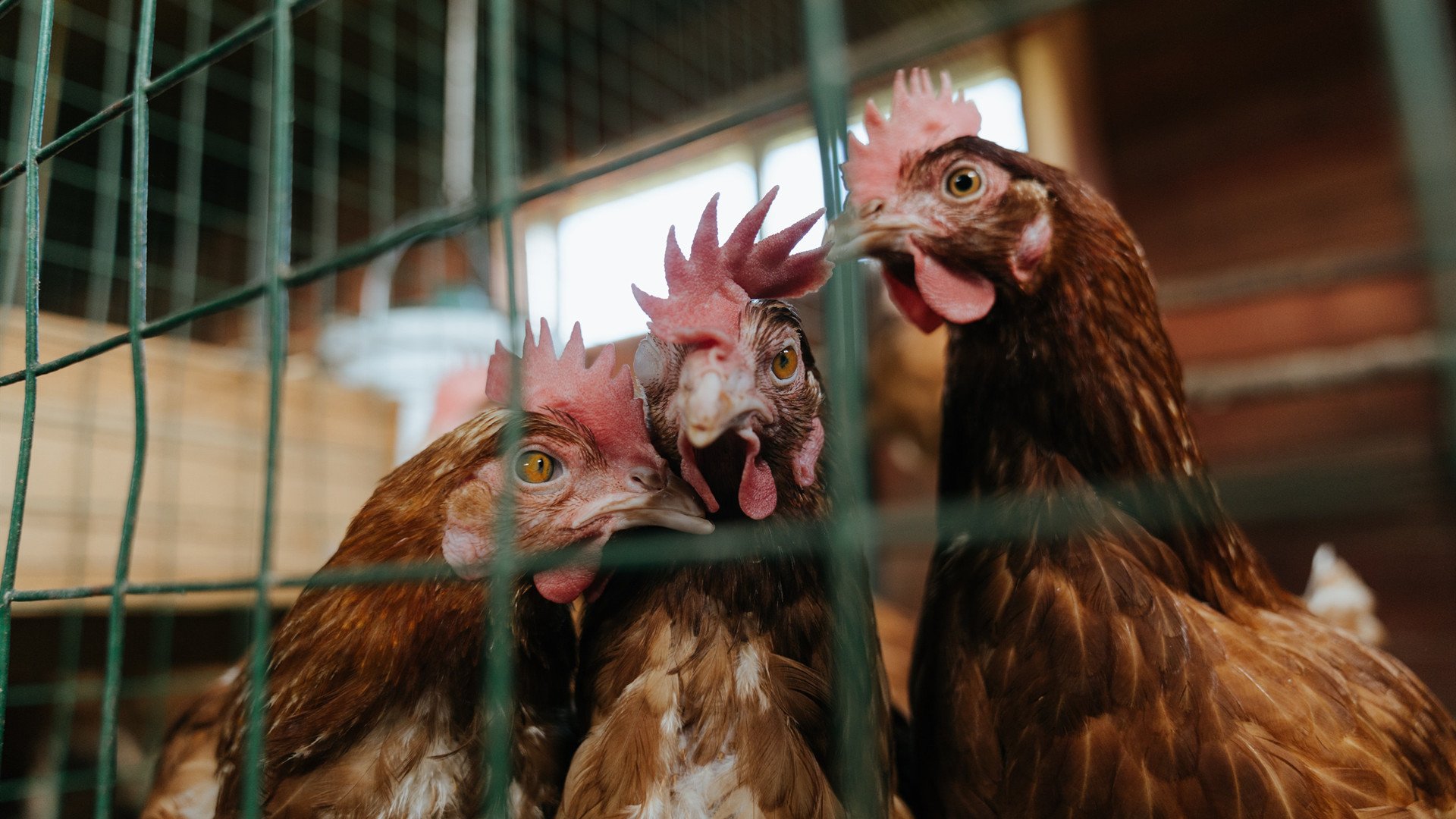 九游体育电竞-国外滑雪世界杯，雪域风情带来极致体验，国外滑雪视频欣赏