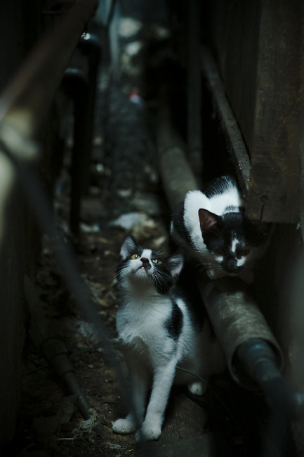 九游娱乐网页版-山地越野自行车赛事，穿越森林与丘陵的极速挑战，2020山地自行车越野赛